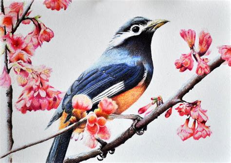 9+ Bird Drawings, Art Ideas