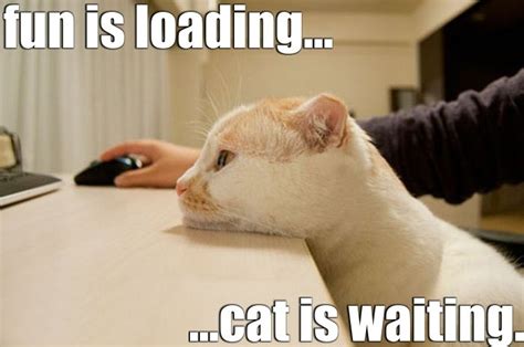 Fun Is Loading - Cat Is Waiting | Funpicc