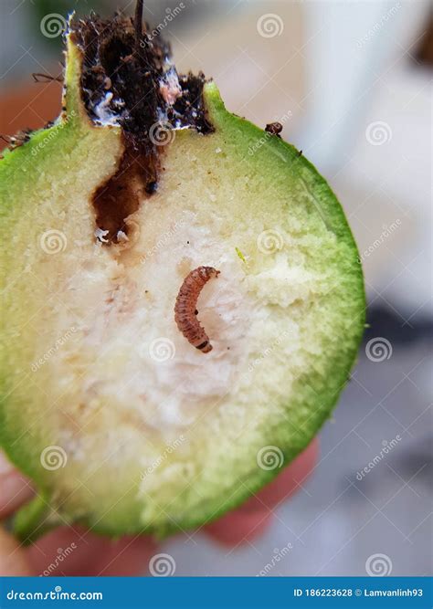 Fruit Borer Injure on Guava Fruit in Viet Nam. Stock Photo - Image of leaf, closeup: 186223628