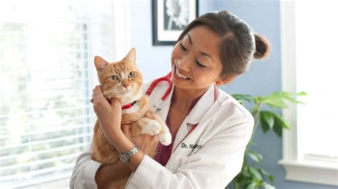 Tips To Improve Your Cat’s Health - ScoopMansion.com