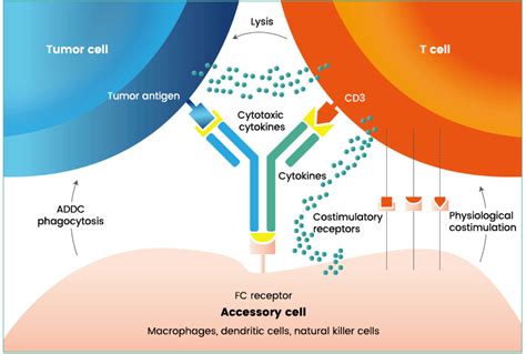 Bispecific Antibody | Sino Biological