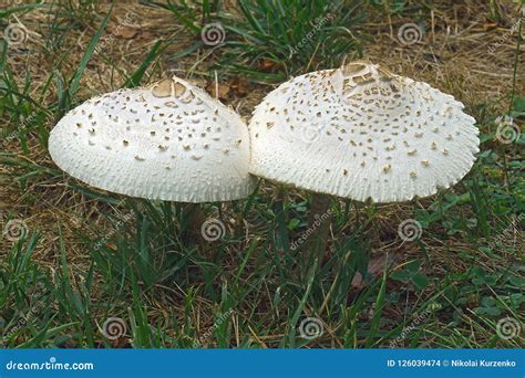 False parasol mushroom. stock photo. Image of botany - 126039474