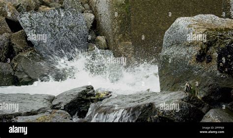 Salmon leap onto rocky riverbeds and swim upstream with rapids. Alaskan ...