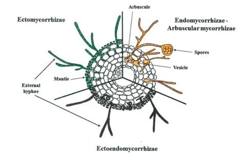 Endomycorrhizae