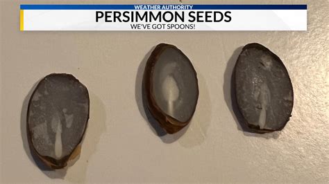 Weather Folklore: Persimmon Seeds Predict Winter Weather | WHNT.com