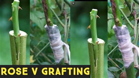 Rose v grafting | rose grafting | rose grafting techniques | gulab ...