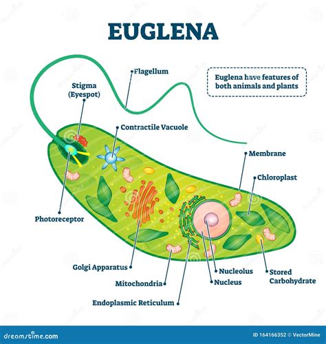 Euglena Vector Illustration. Labeled Microorganism Structure or Description Stock Vector ...