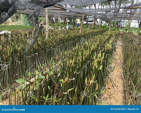 Mangrove stock photo. Image of mangrov, mangroveseed - 223337502