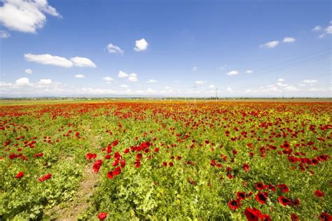 Field of Poppy and Yellow Flowers, Daylight and Outdoor Stock Photo - Image of botany, people ...