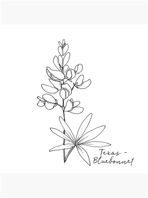 "Texas Bluebonnet State Flower Illustration" Art Board Print for Sale ...