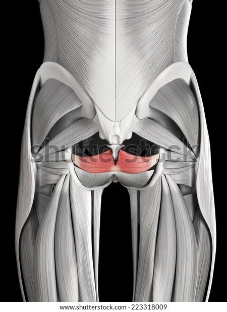 Human Muscle Anatomy Coccygeus Stock Illustration 223318009 | Shutterstock