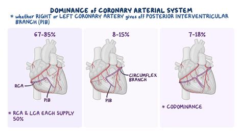 Anatomy of the coronary circulation - Osmosis