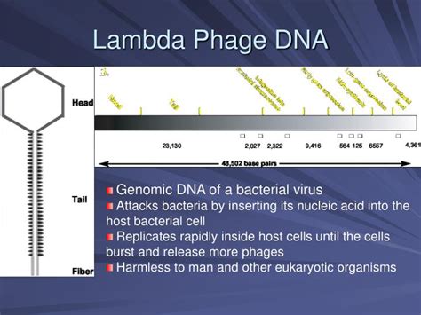 PPT - Restriction Digestion and Analysis of Lambda DNA Kit PowerPoint Presentation - ID:503292