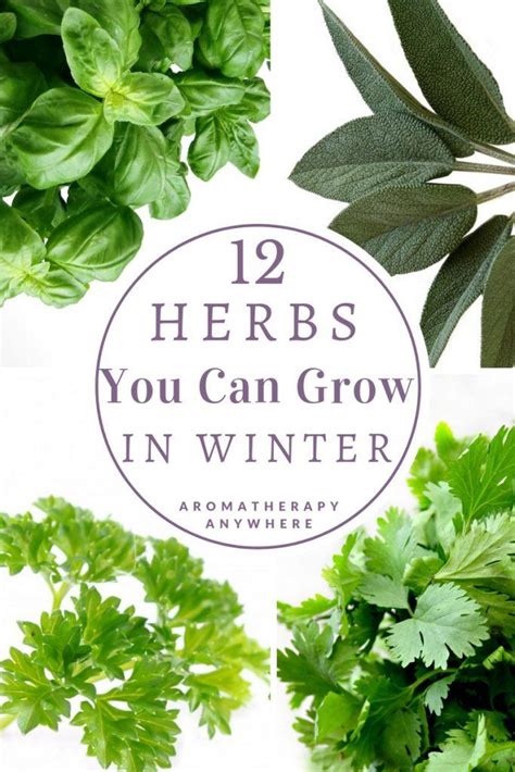 Best Herbs To Grow In Winter + Indoor Herb Gardening Starter Kits - Aromatherapy Anywhere