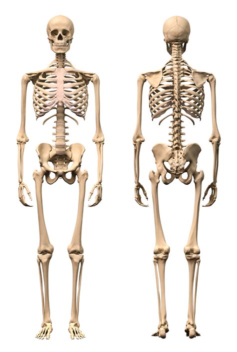 Human Skeleton - KidsPressMagazine.com