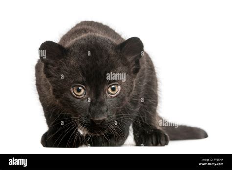 Black Leopard cub, 3 weeks old, staring and prowling, isolated on white ...