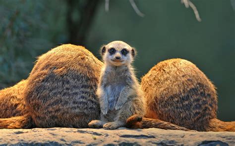 Die 62+ Besten Erdmännchen Hintergrundbilder