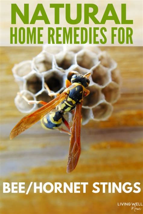 Natural home remedies for relieving pain and swelling from bee stings or wasps or hornets too ...