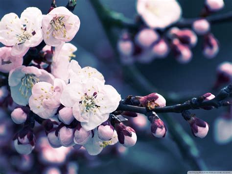 Cherry Blossom Backgrounds - Wallpaper Cave