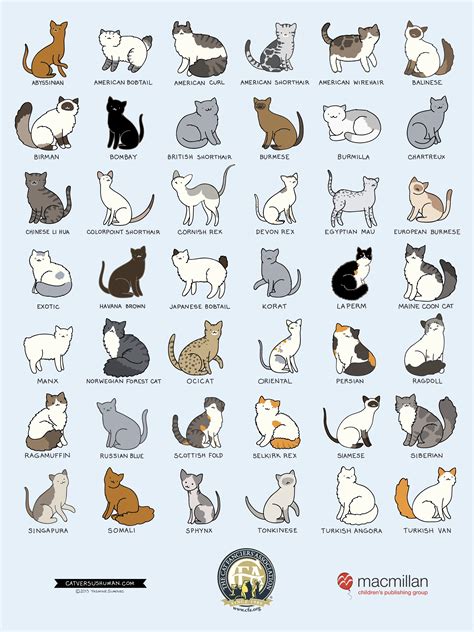 Cat Breeds Infographic American Bobtail, The Animals, Baby Animals ...