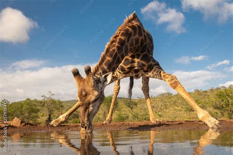 Southern giraffe drinking water Stock Photo | Adobe Stock