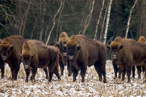 European Bison Winter Wisents - Free photo on Pixabay - Pixabay