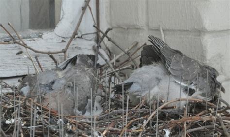 Pigeon Nest On A Ledge