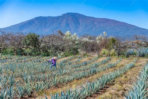 Worker in blue agave field in Tequila, Jalisco, Mexico Stock Photo ...