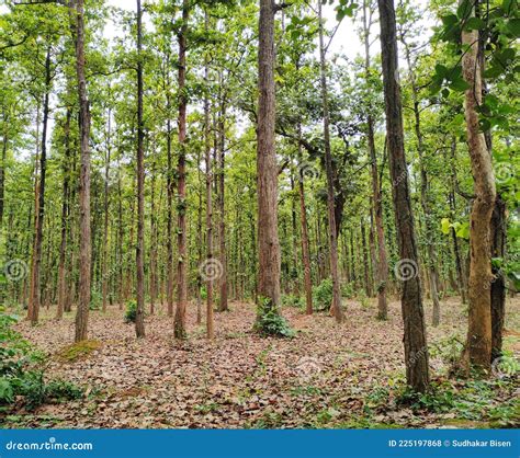 Sal Trees (Shorea Robusta) Forest in Chhattisgarh, India Stock Photo ...