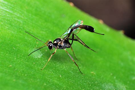 Scorpion Wasp | Insects in the family Ichneumonidae are comm… | Flickr