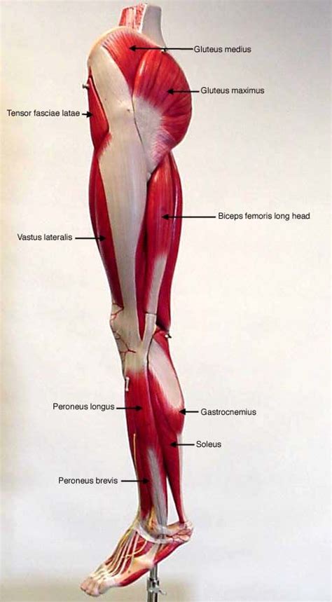 posterior thigh deep anterior leg lateral leg posterior leg posterior | A&P | Pinterest ...