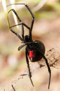 Black Widow Bite Signs and Symptoms - AAI pest control Blog - Modesto