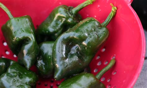 Grow Poblano Peppers And Spice Up Every Meal - Epic Gardening