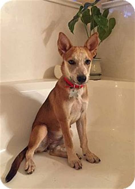 Phoenix, AZ - Basenji/Husky Mix. Meet Ally a Puppy for Adoption.