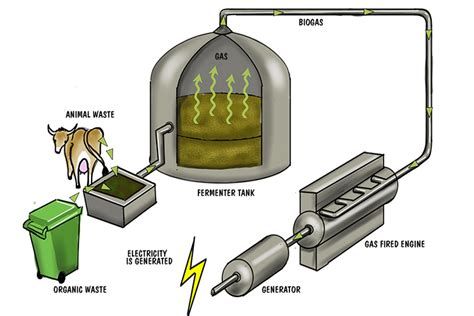 Biomass – Geography - Mammoth Memory Geography