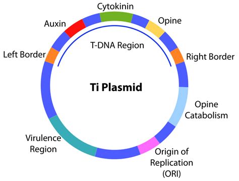 Difference Between Ti And Ri Plasmid Definition Structure Vector | My ...