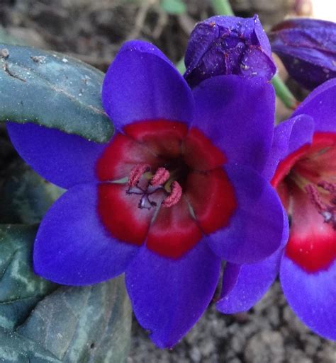 Photo of the bloom of Baboon Flower (Babiana rubrocyanea) posted by ...