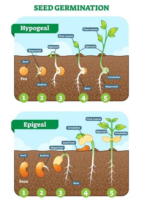 Section 3: Seed Plants | Nitty Gritty Science