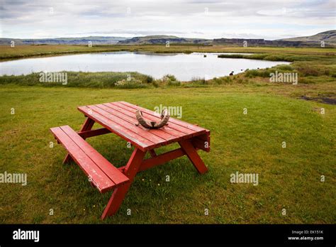 A ram's horn lays on a red picnic table in Iceland Stock Photo - Alamy