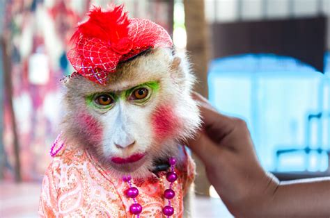 Is This Thailand's Cruelest Monkey Show? (Photos) | PETA