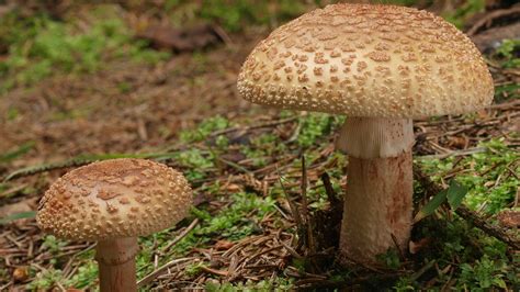 Amanita rubescens: Sistematica, Etimologia, Habitat, Descrizione ...