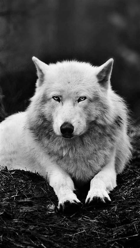 Download Wolf Iphone White Black ground Wallpaper | Wallpapers.com