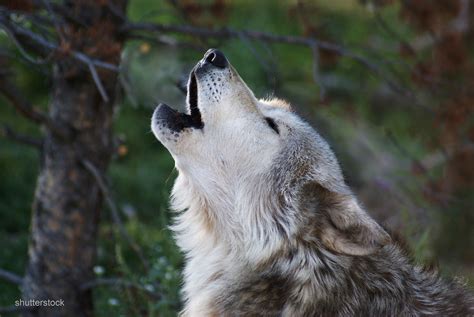 Wolves Howling