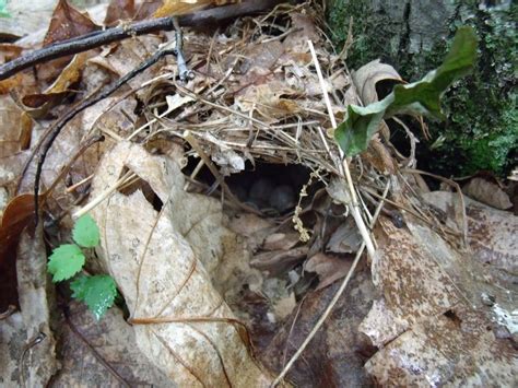 Indy Parks Nature Blog: Oven Bird Nest