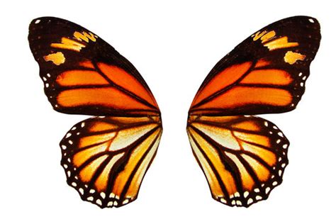 Butterfly Wings Images – Browse 673,535 Stock Photos, Vectors, and ...