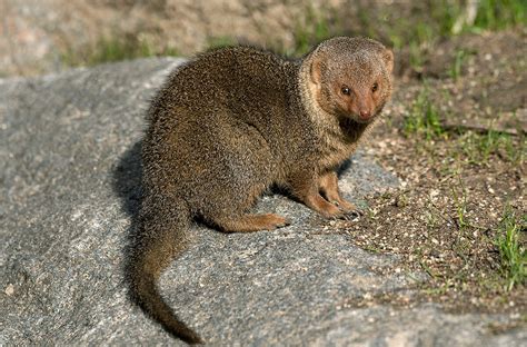 Dwarf Mongoose | San Diego Zoo Animals & Plants