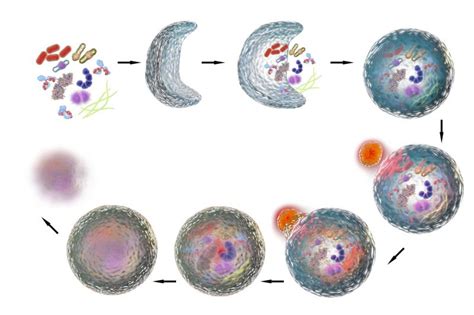 The Potential for Antiaging Through Autophagy