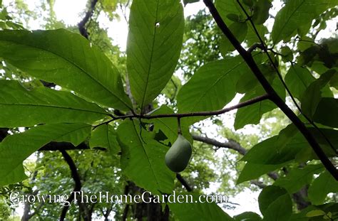 List of Pawpaw Tree Varieties (Asimina triloba) - Growing The Home Garden