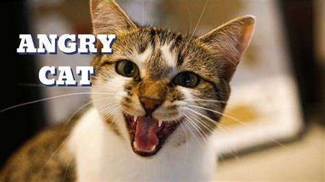 Funniest Cat Videos On The Year | Angry Cats Meowing Loudly - YouTube