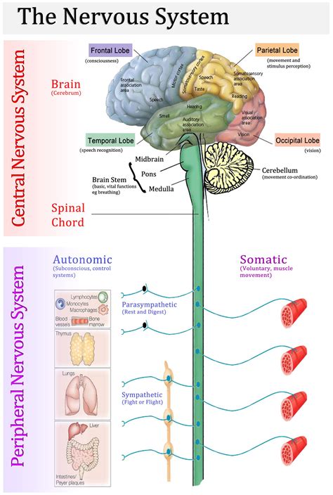 Pin by Martina Anna Buffa on Health | Nervous system anatomy, Human nervous system, Anatomy and ...